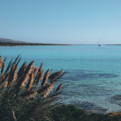 Seagrass & Sage Fragrance Oil - FragranceBuddy