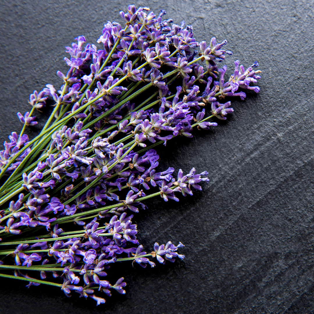 Black Amber & Lavender Fragrance Oil - FragranceBuddy