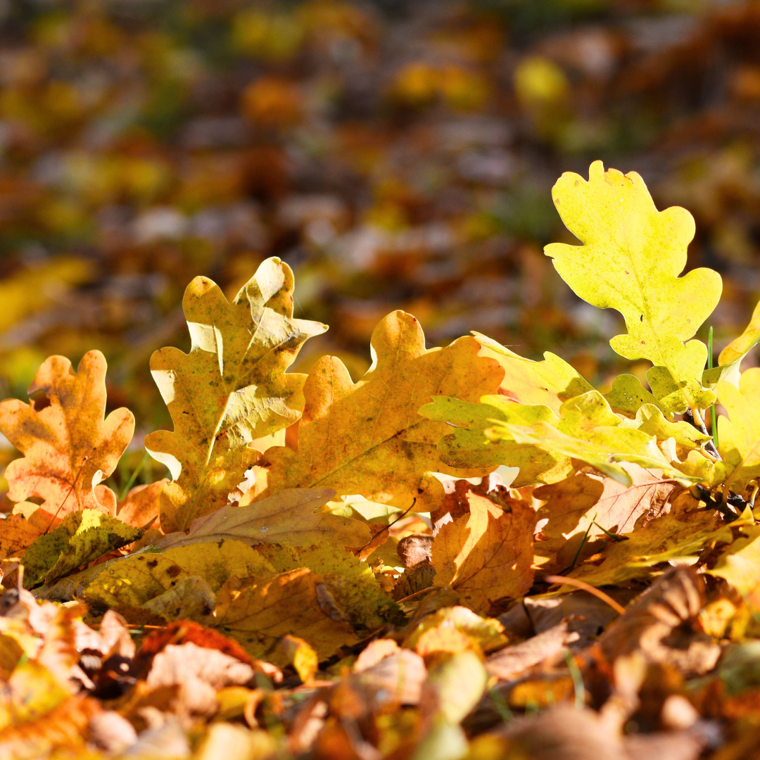 Leaves Type Fragrance Oil - FragranceBuddy