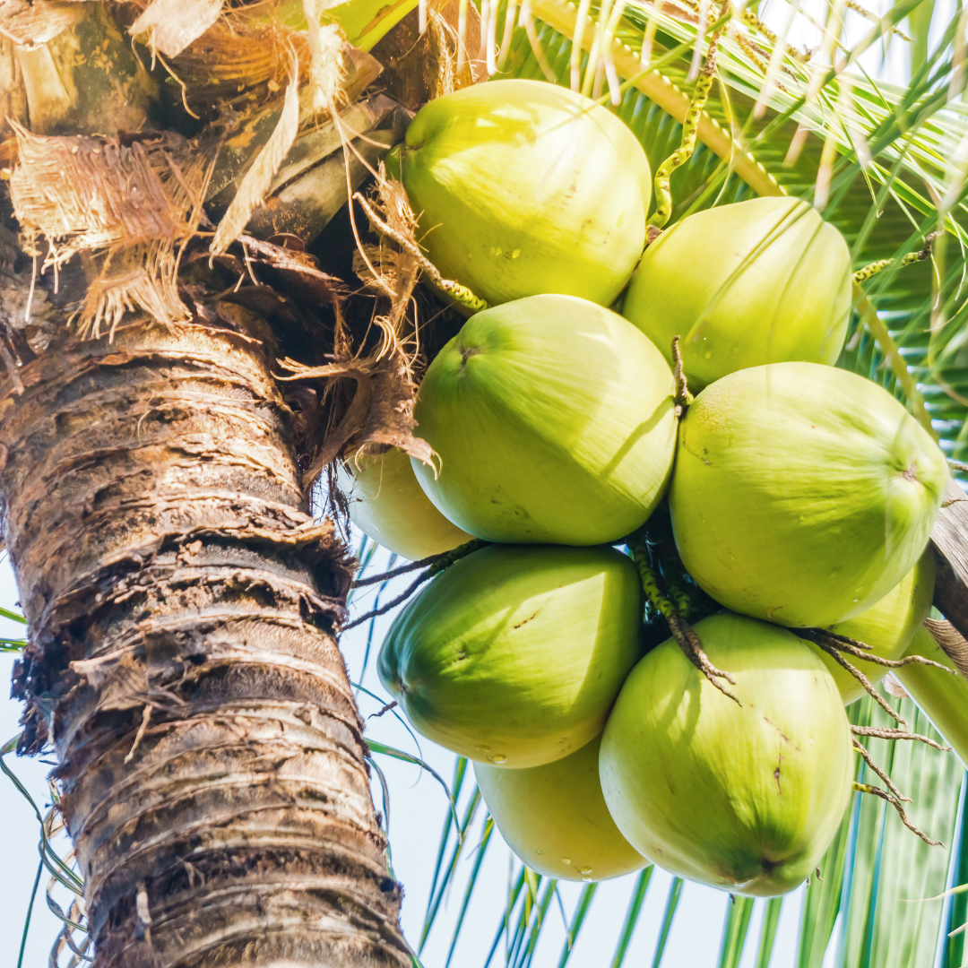 Coconut Rays Fragrance Oil - FragranceBuddy