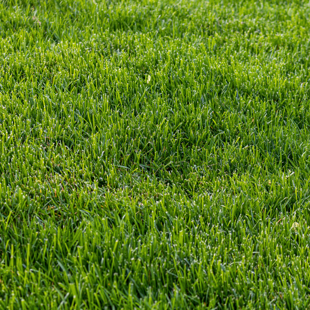 Fresh Cut Grass Fragrance Oil - FragranceBuddy