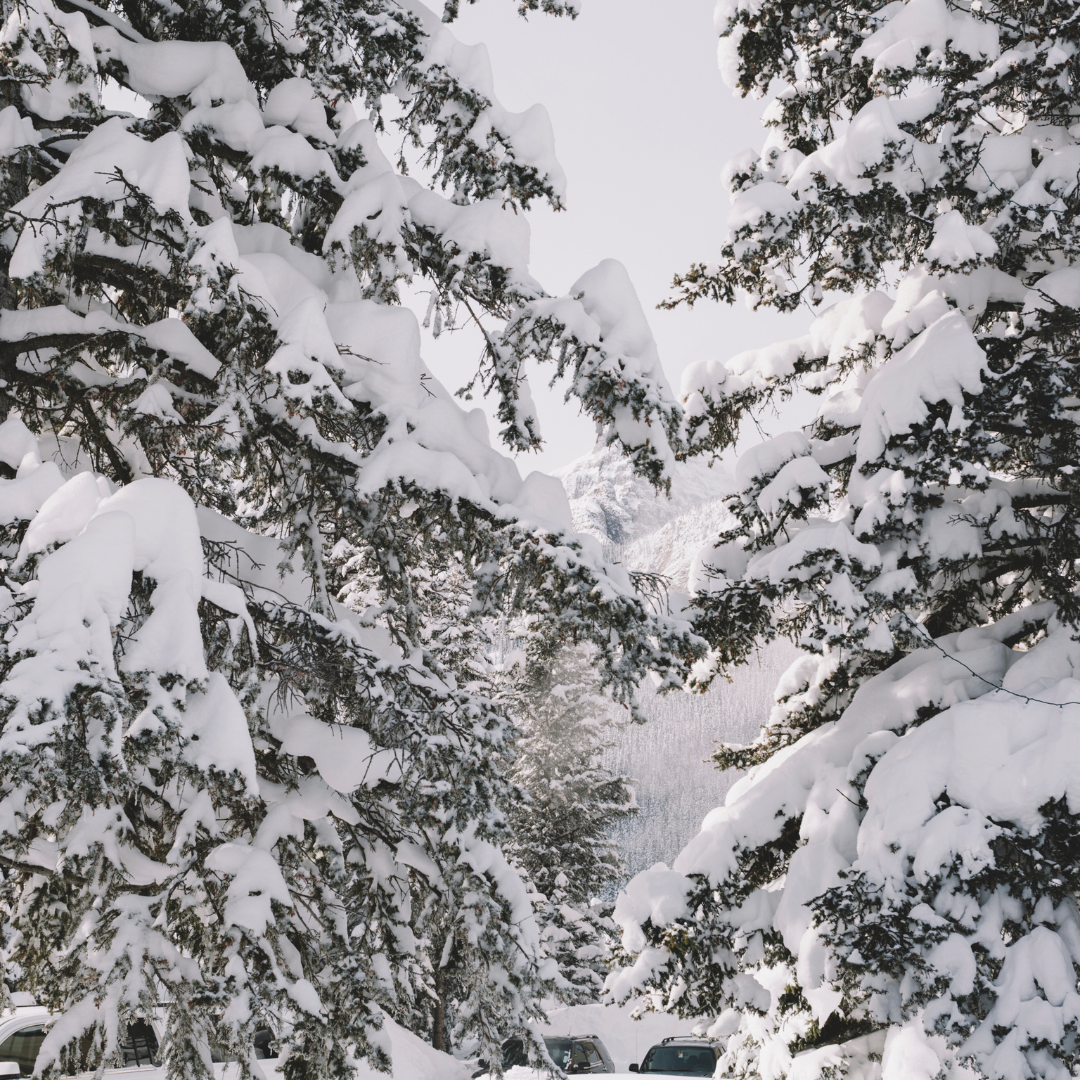 Snow Capped Pine Fragrance Oil - FragranceBuddy