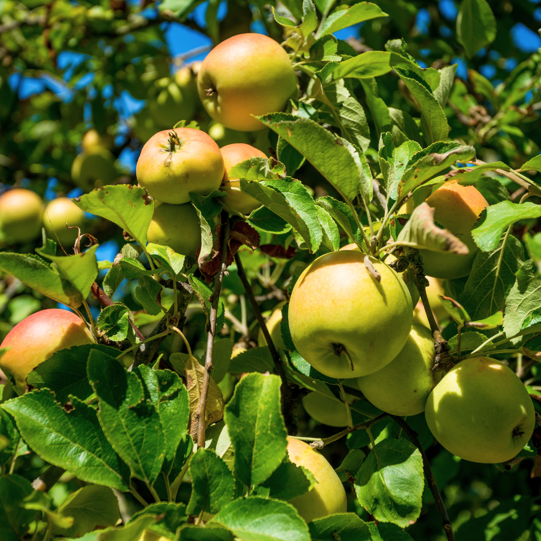 Golden Orchard Fragrance Oil