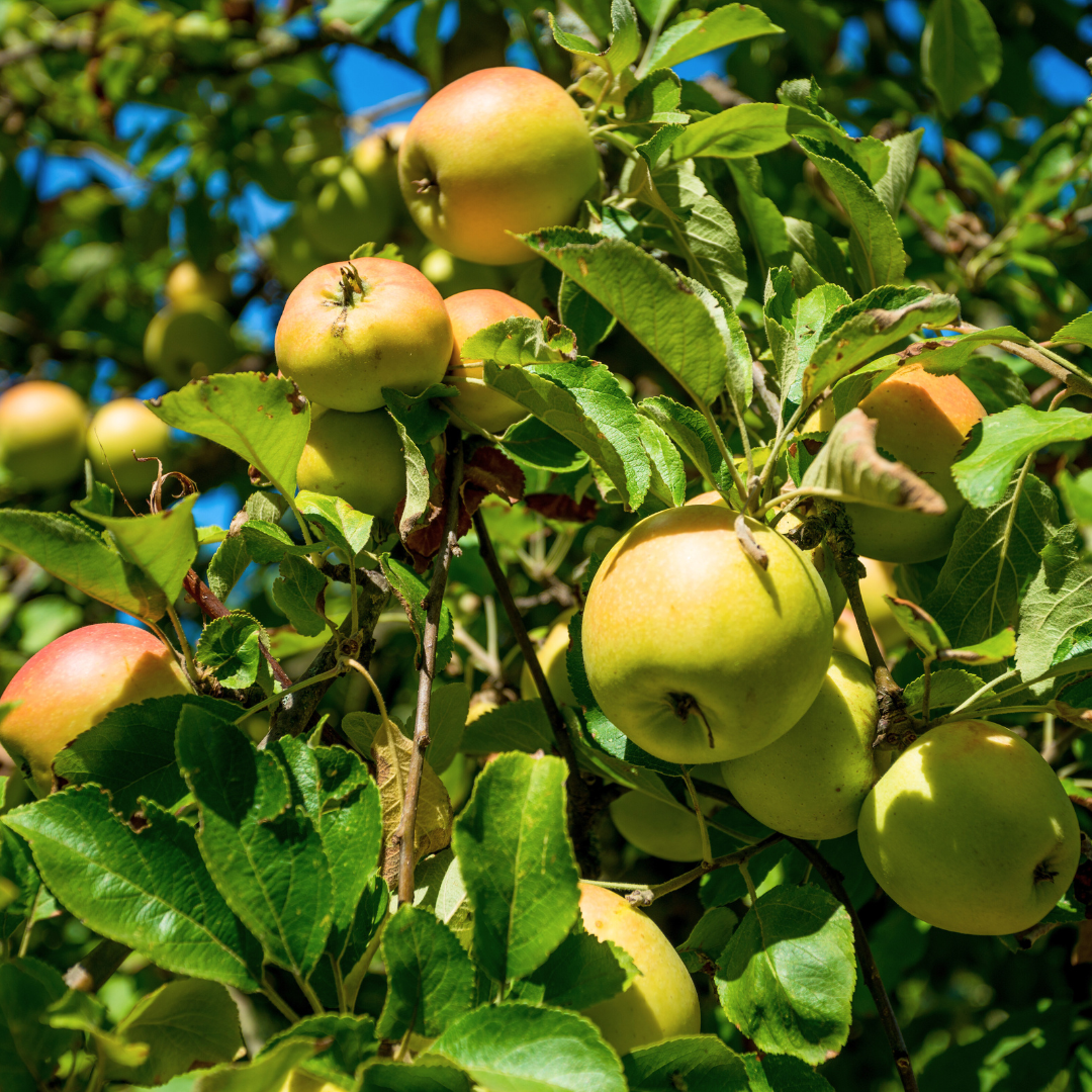 Golden Orchard Fragrance Oil - FragranceBuddy