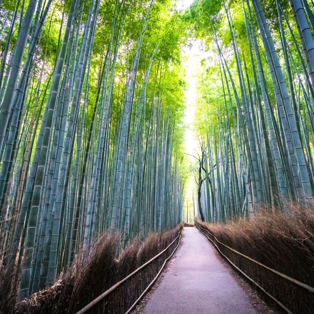 Mountain Top Bamboo Fragrance Oil