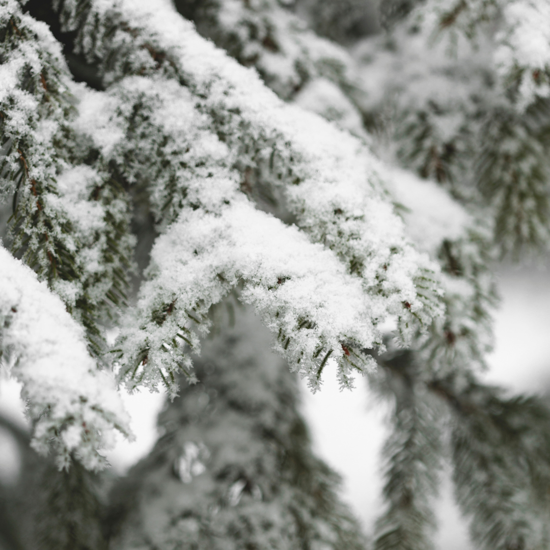 Icy Evergreen Fragrance Oil