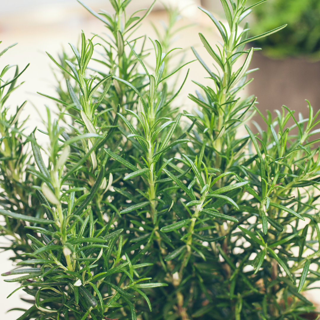 Refreshing Rosemary Fragrance Oil - FragranceBuddy