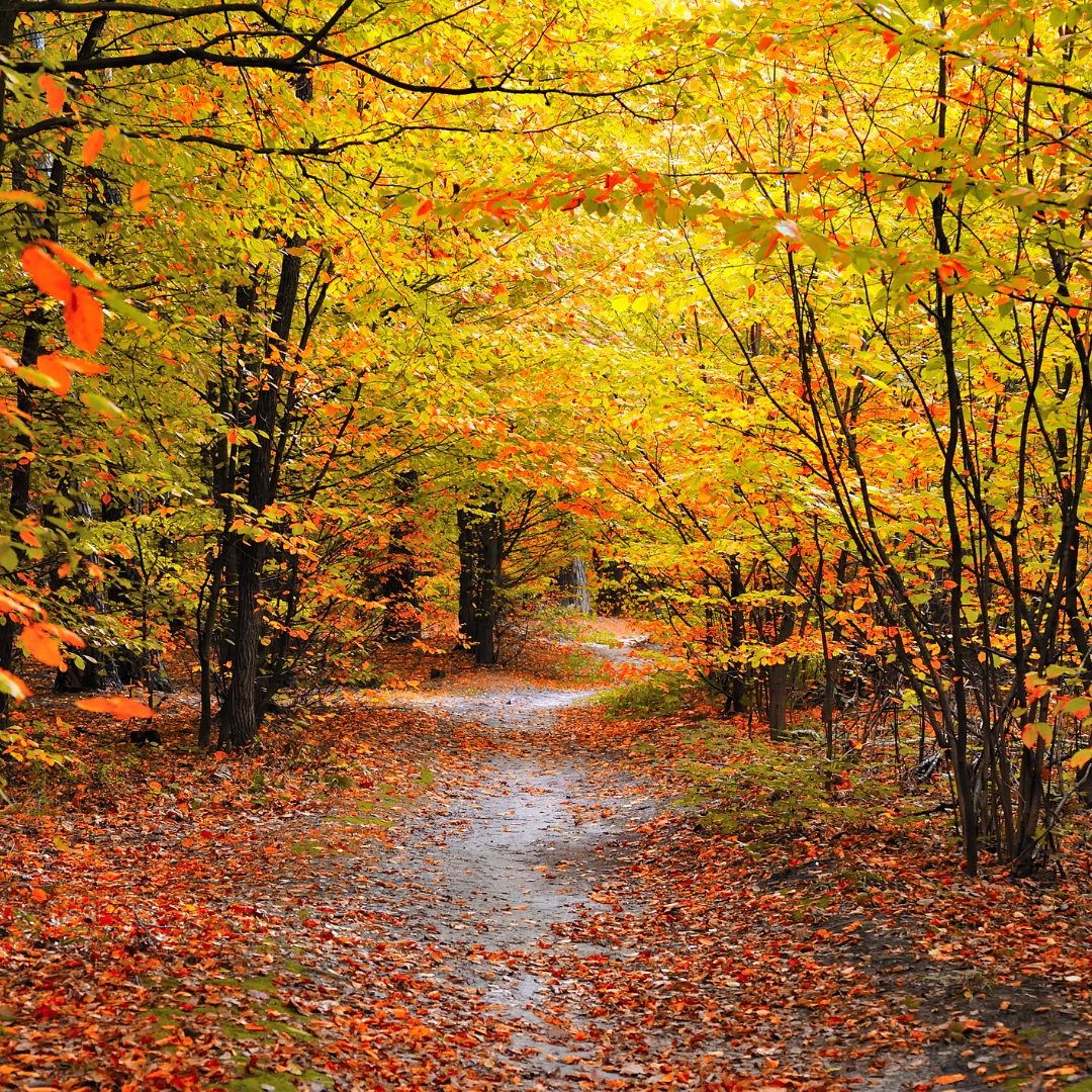 Autumn Woods Type Fragrance Oil - FragranceBuddy