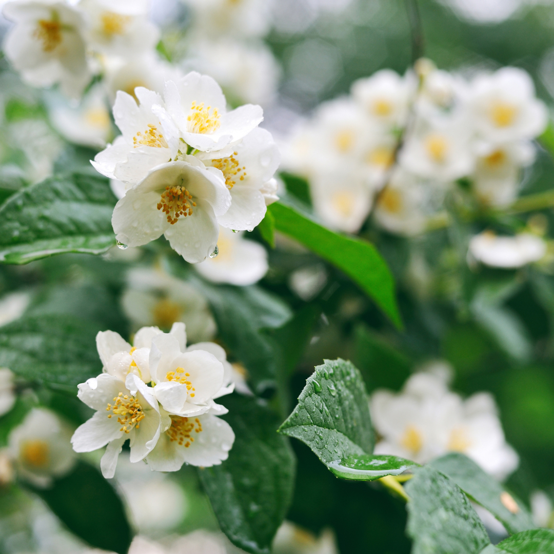 Cassis & Jasmine Fragrance Oil - FragranceBuddy