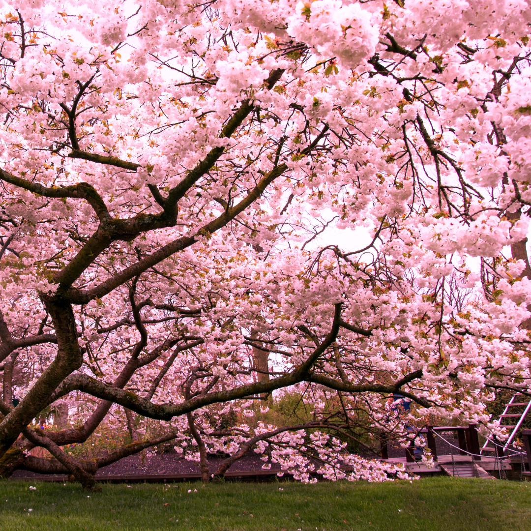 Cherry Blossom Bliss Fragrance Oil - FragranceBuddy