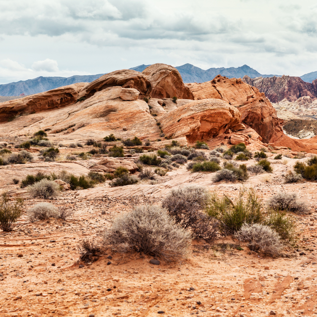 Mojave by Sixteen Seventeen ® Fragrance Oil