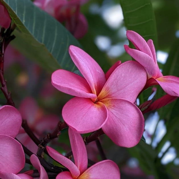 Polynesian Plumeria Fragrance FragranceBuddy