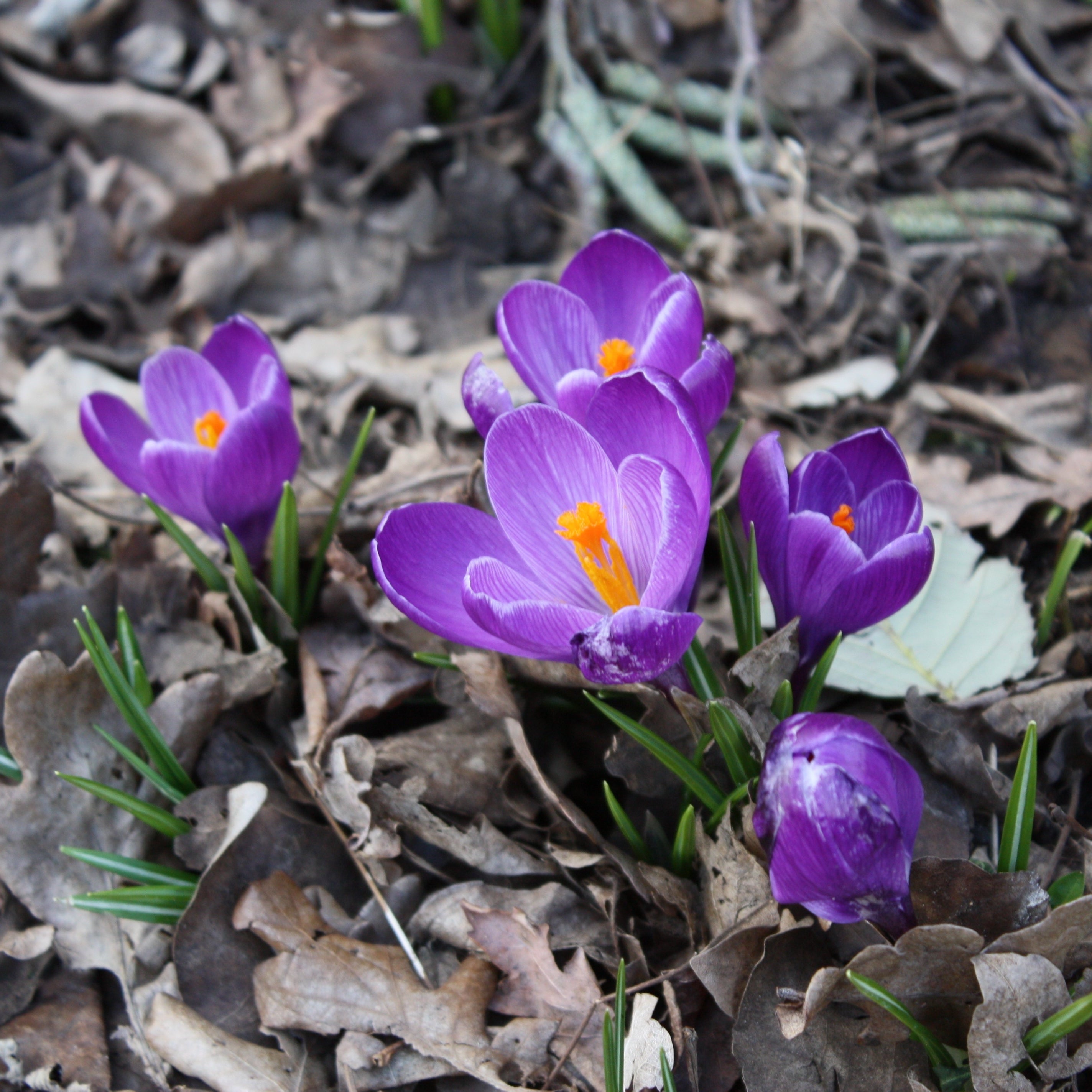 Overstock Poison Crocus Fragrance Oil