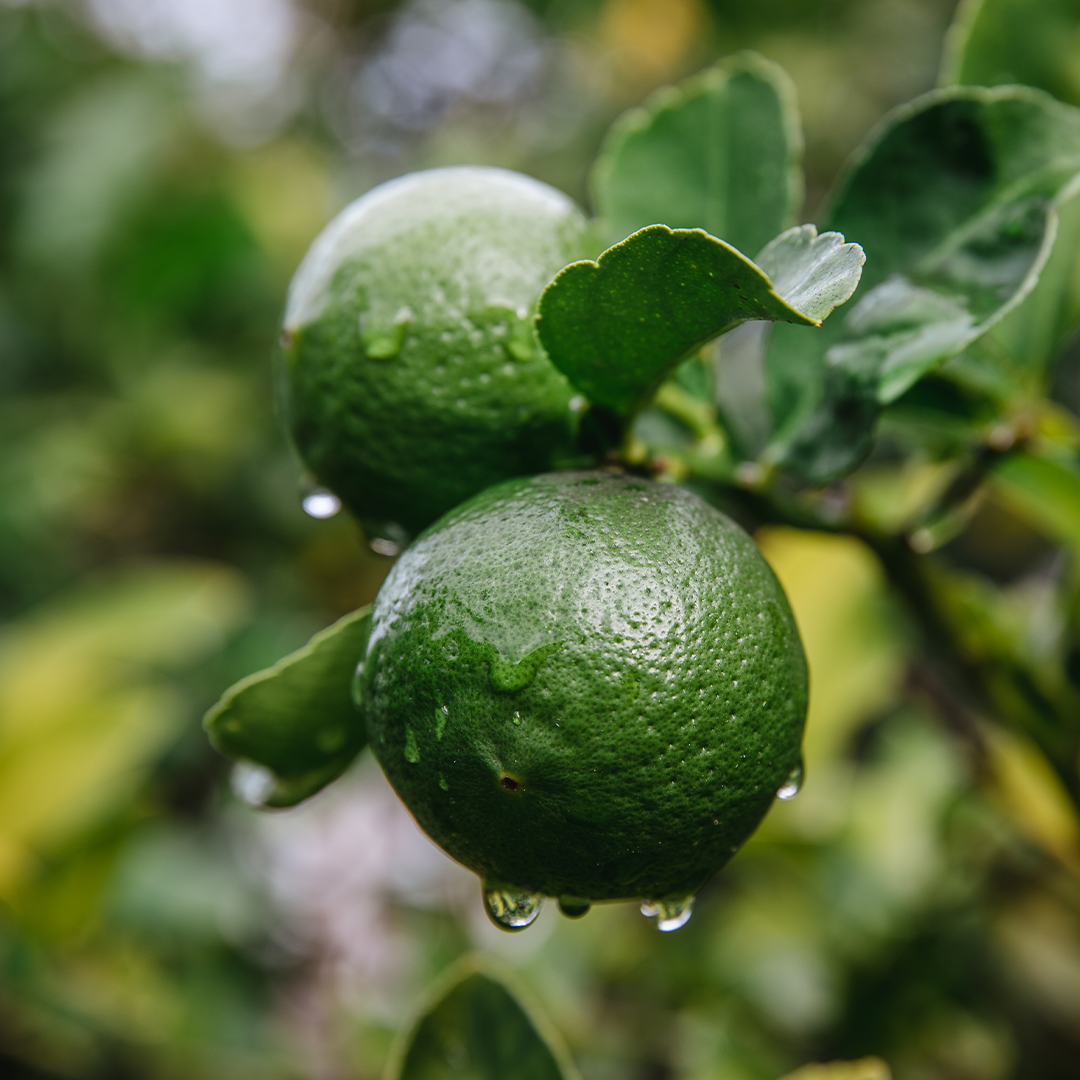 Overstock Bergamot Fragrance Oil