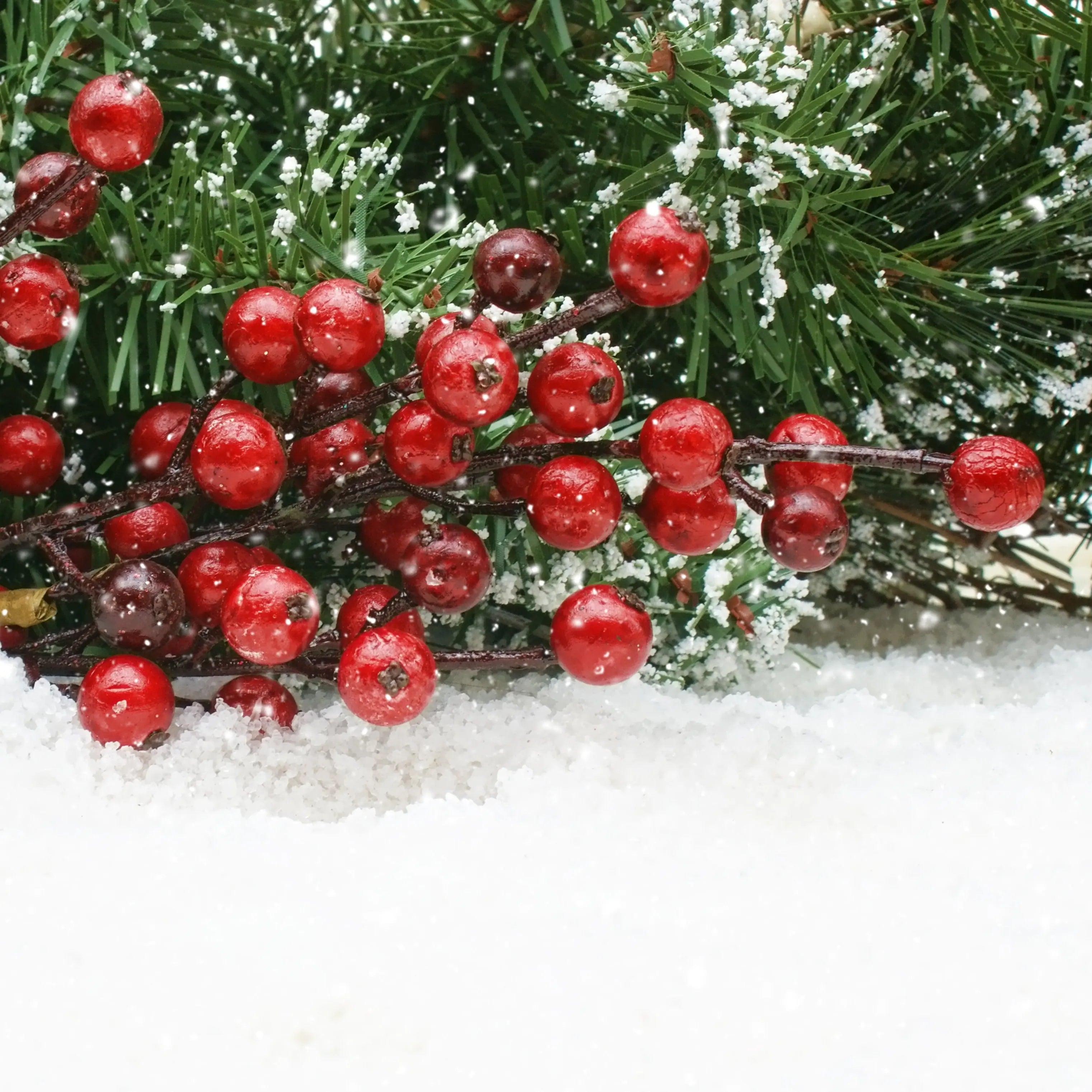 Christmas Berry Fragrance FragranceBuddy