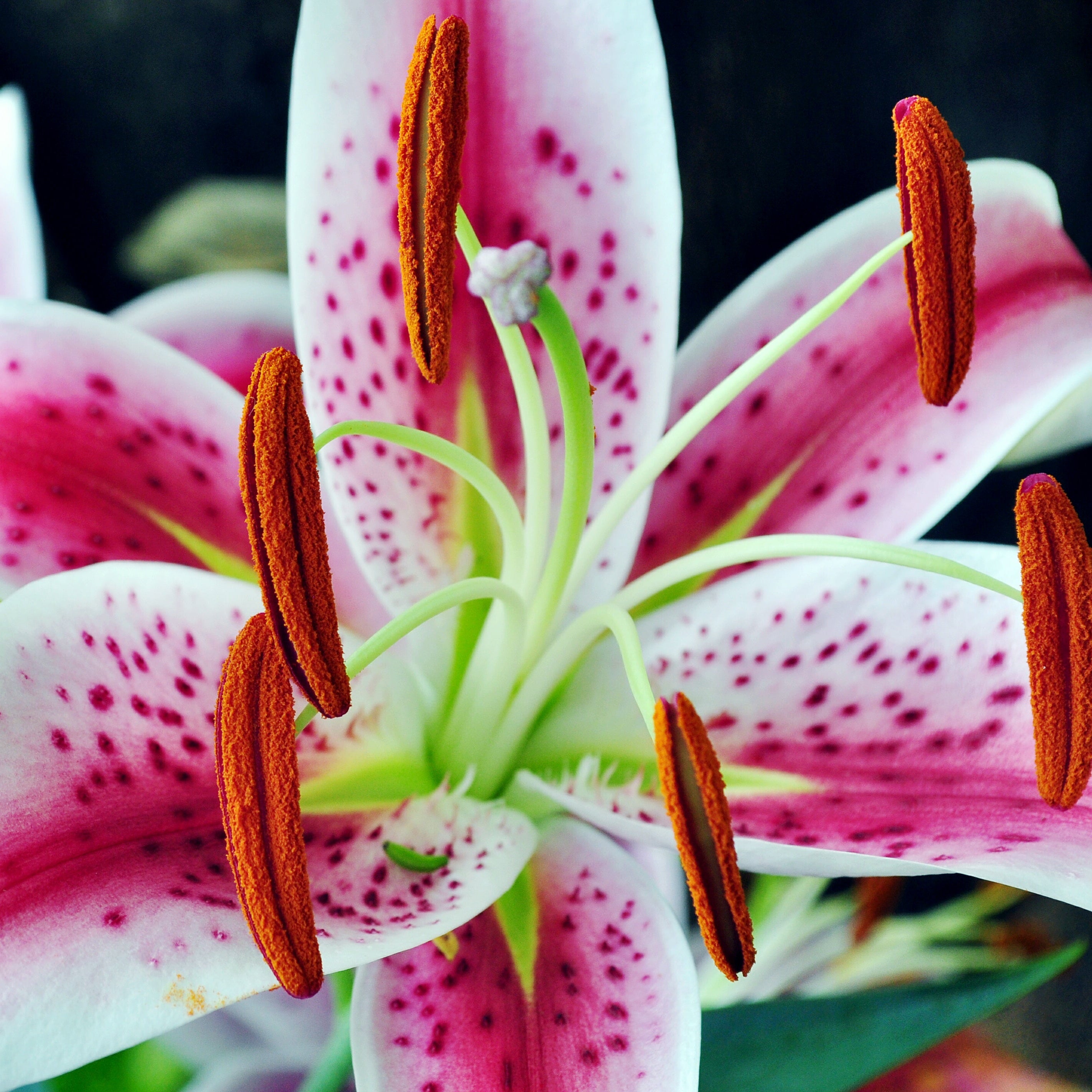 Overstock Desert Lily & Aloe Fragrance Oil - FragranceBuddy