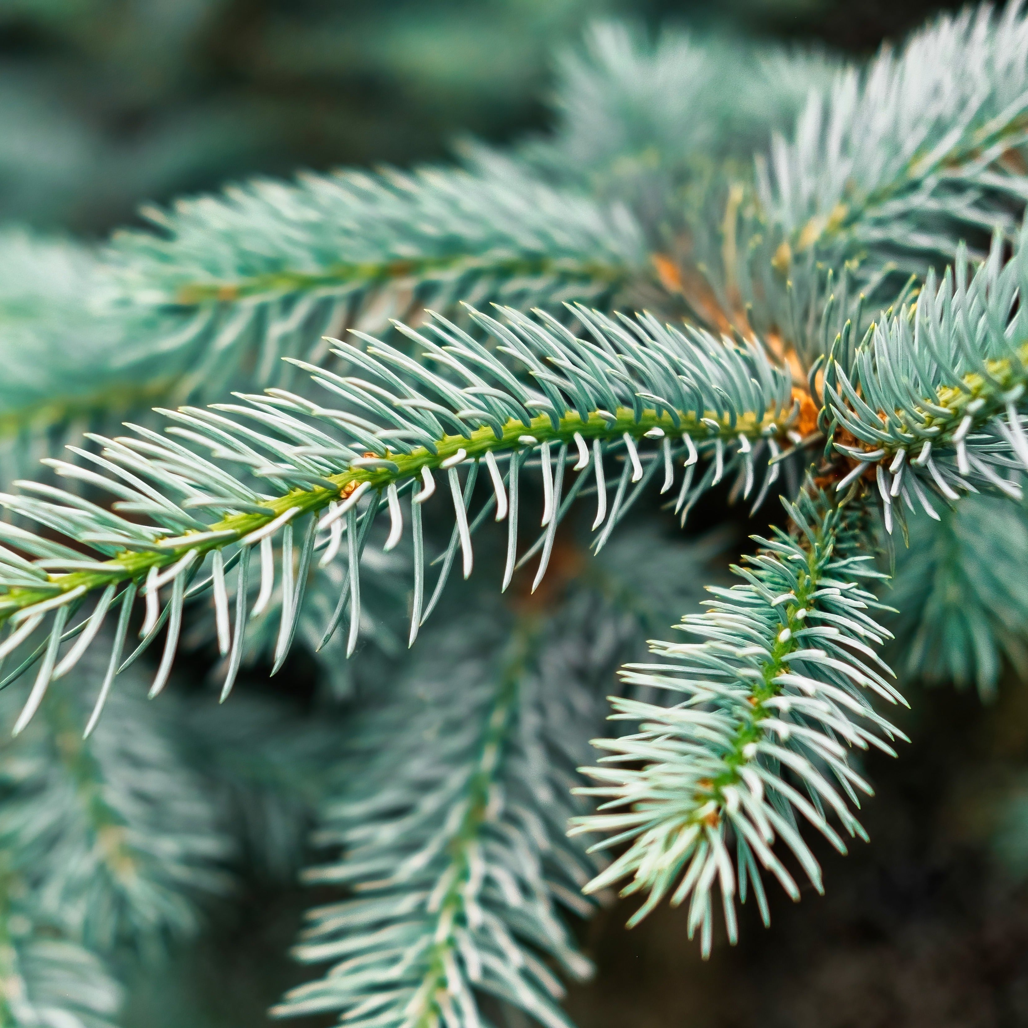 Mountain Spruce Fragrance Oil - FragranceBuddy