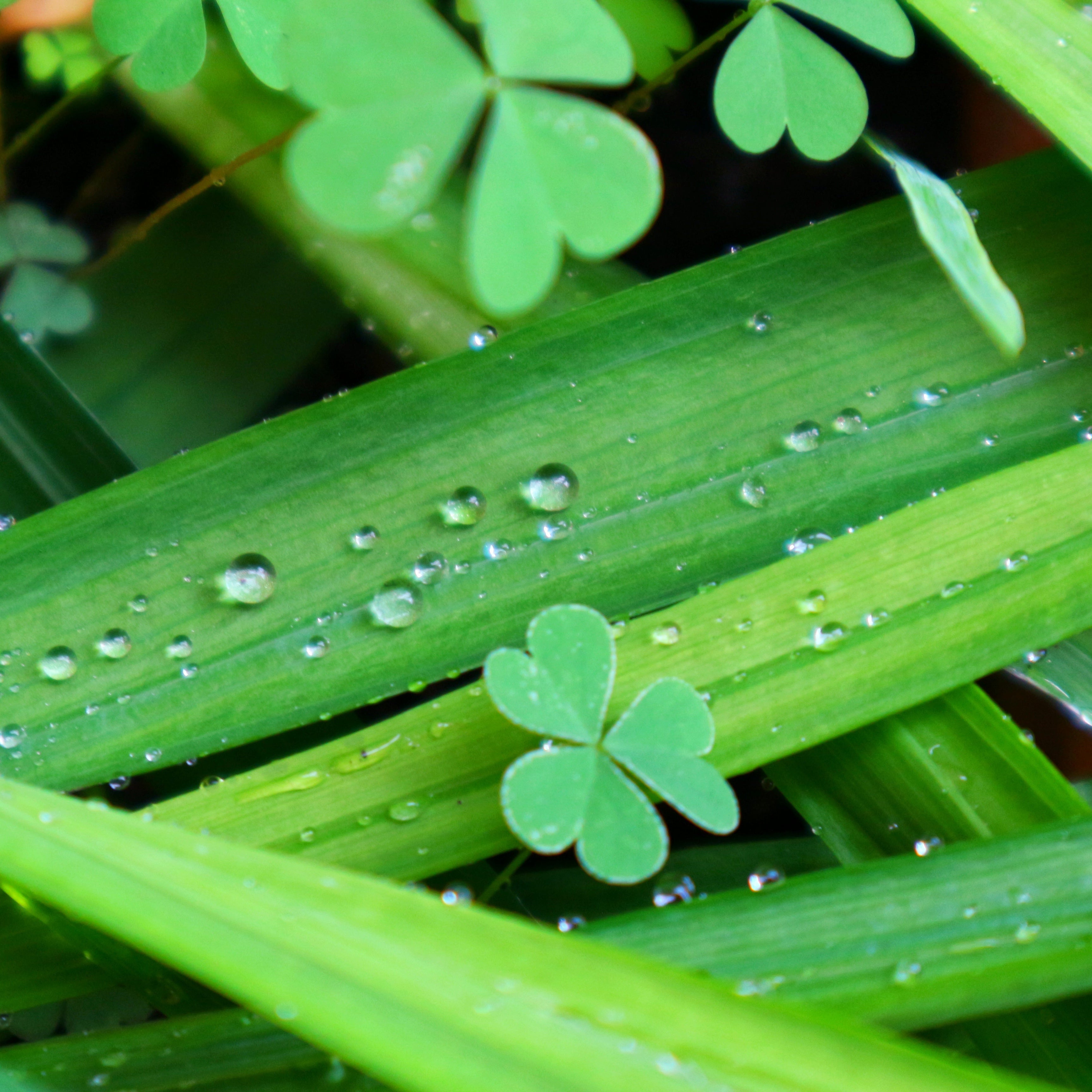 Green Clover & Aloe Type Fragrance Oil - FragranceBuddy