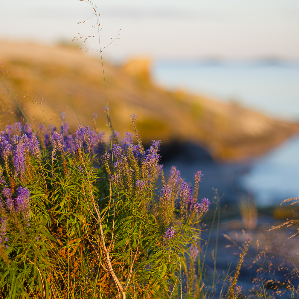 Coastal Calm Fragrance Oil - FragranceBuddy