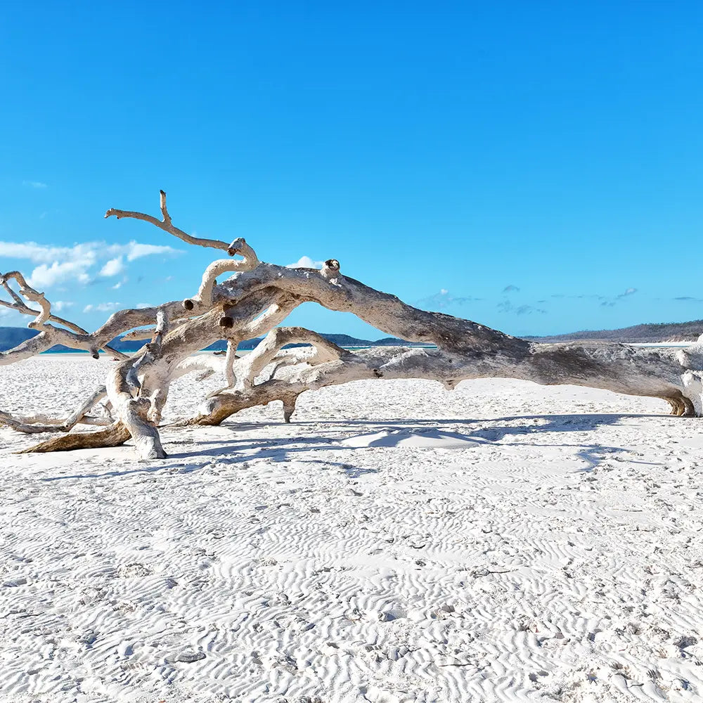 Driftwood Fragrance - FragranceBuddy