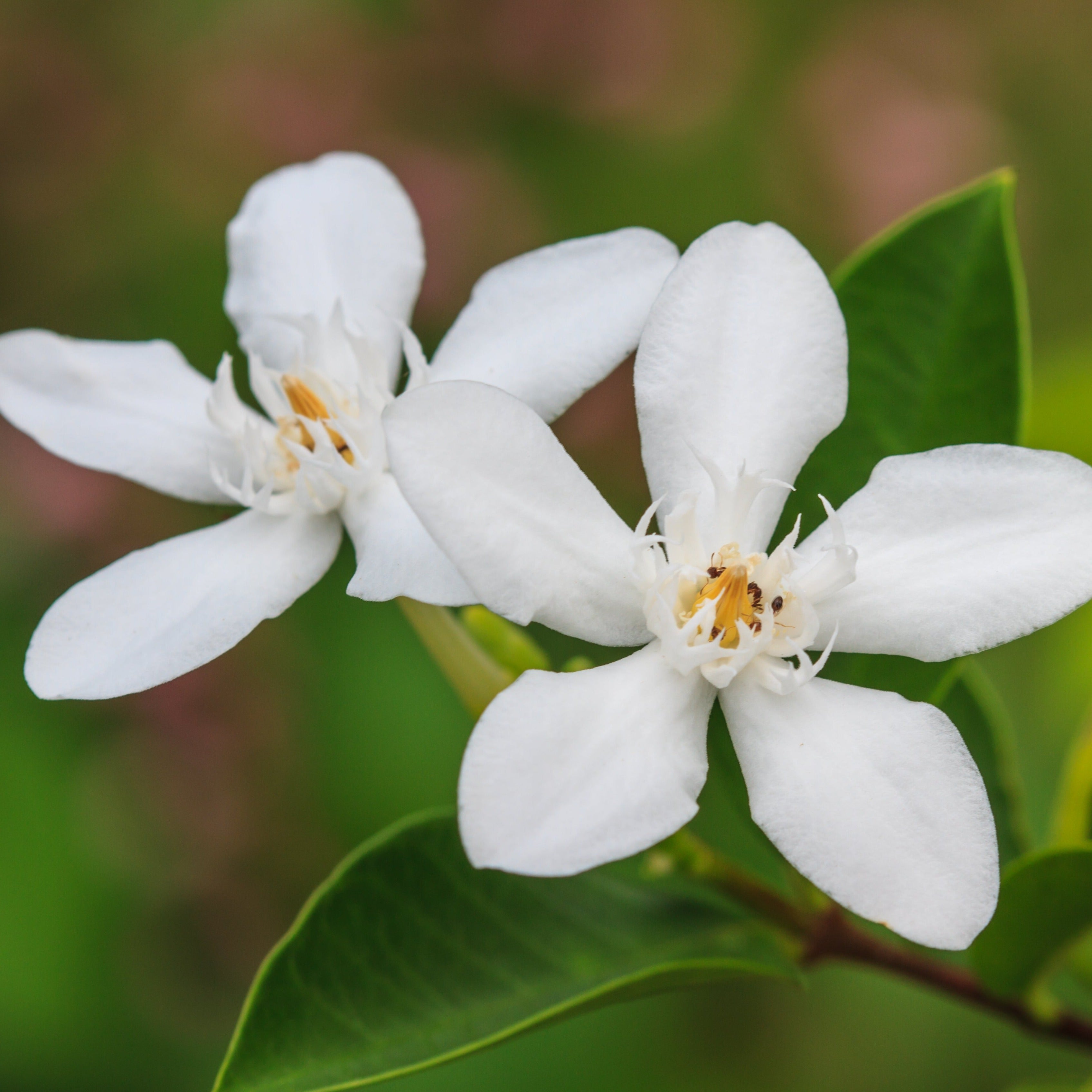 Petal Fusion Fragrance Oil