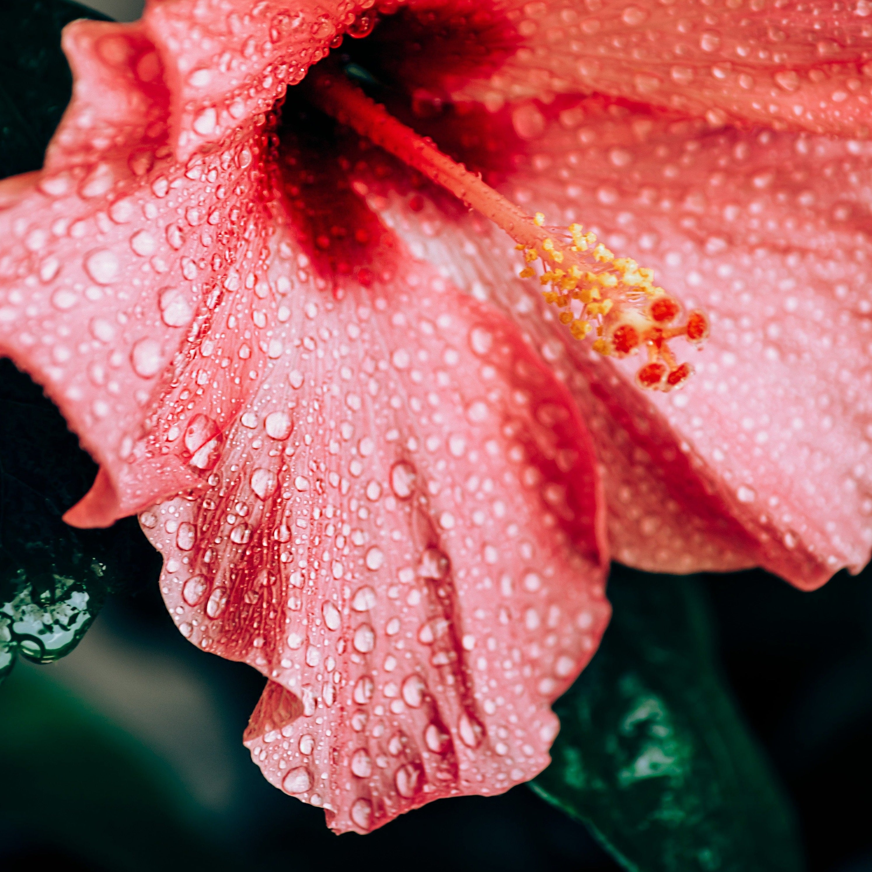 Rainforest Hibiscus Fragrance Oil