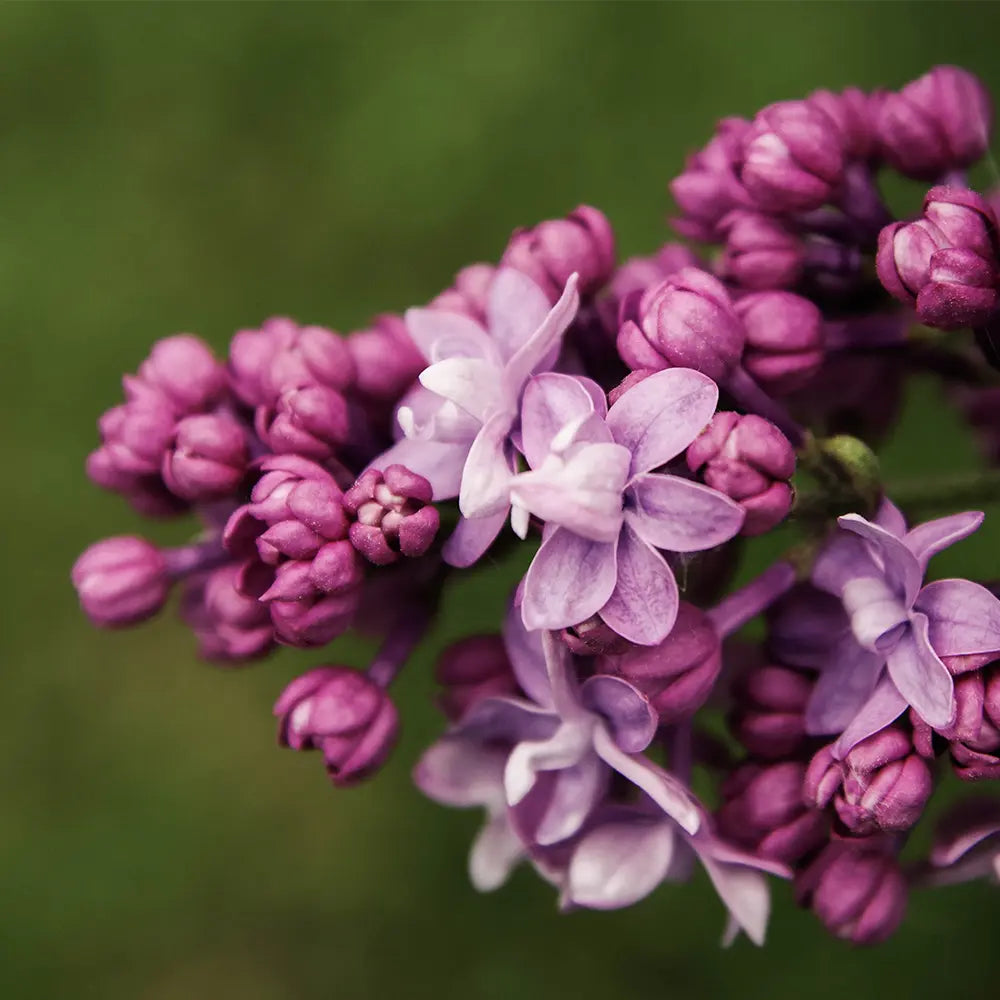 Lilac Fragrance - FragranceBuddy