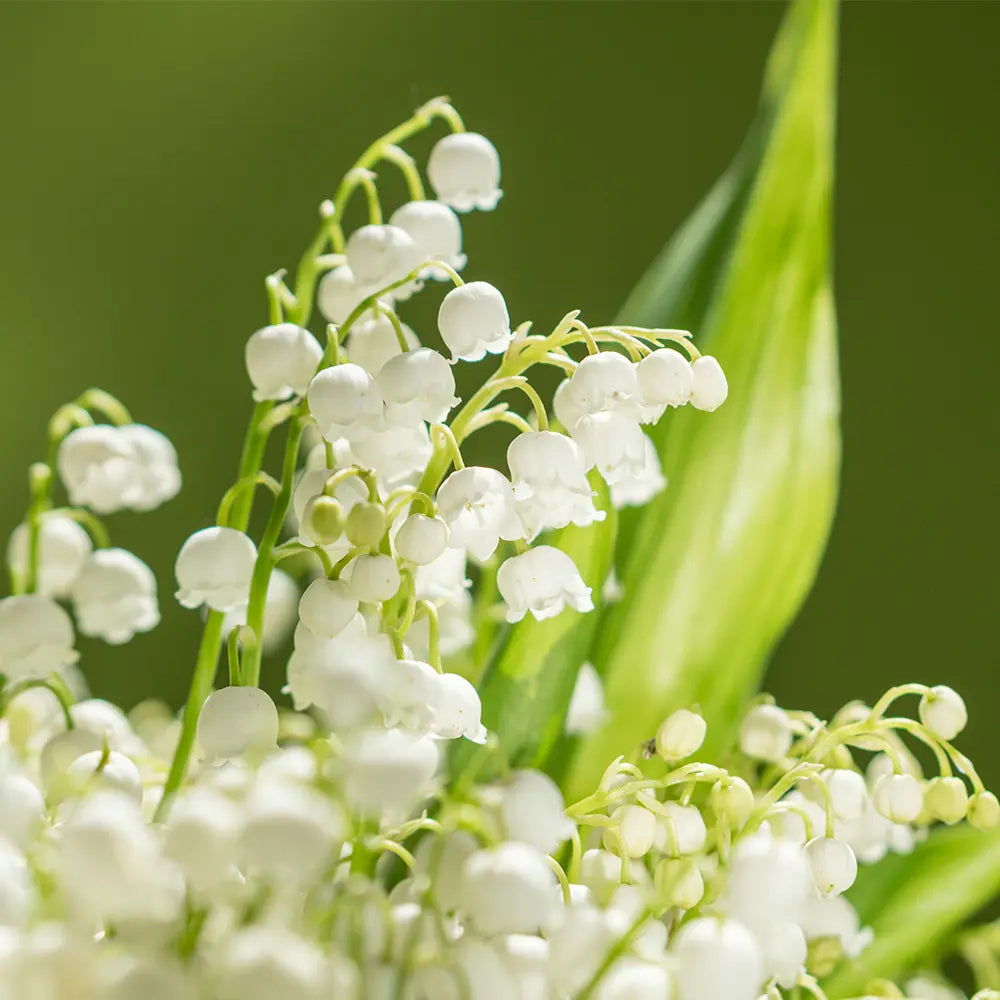 Lily of the Valley Fragrance - FragranceBuddy