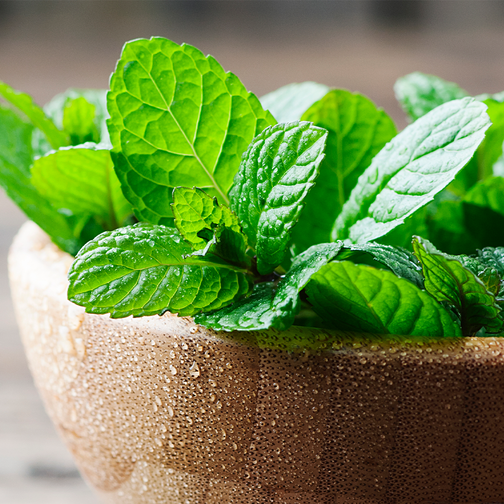 Menthol Mint Fragrance Oil