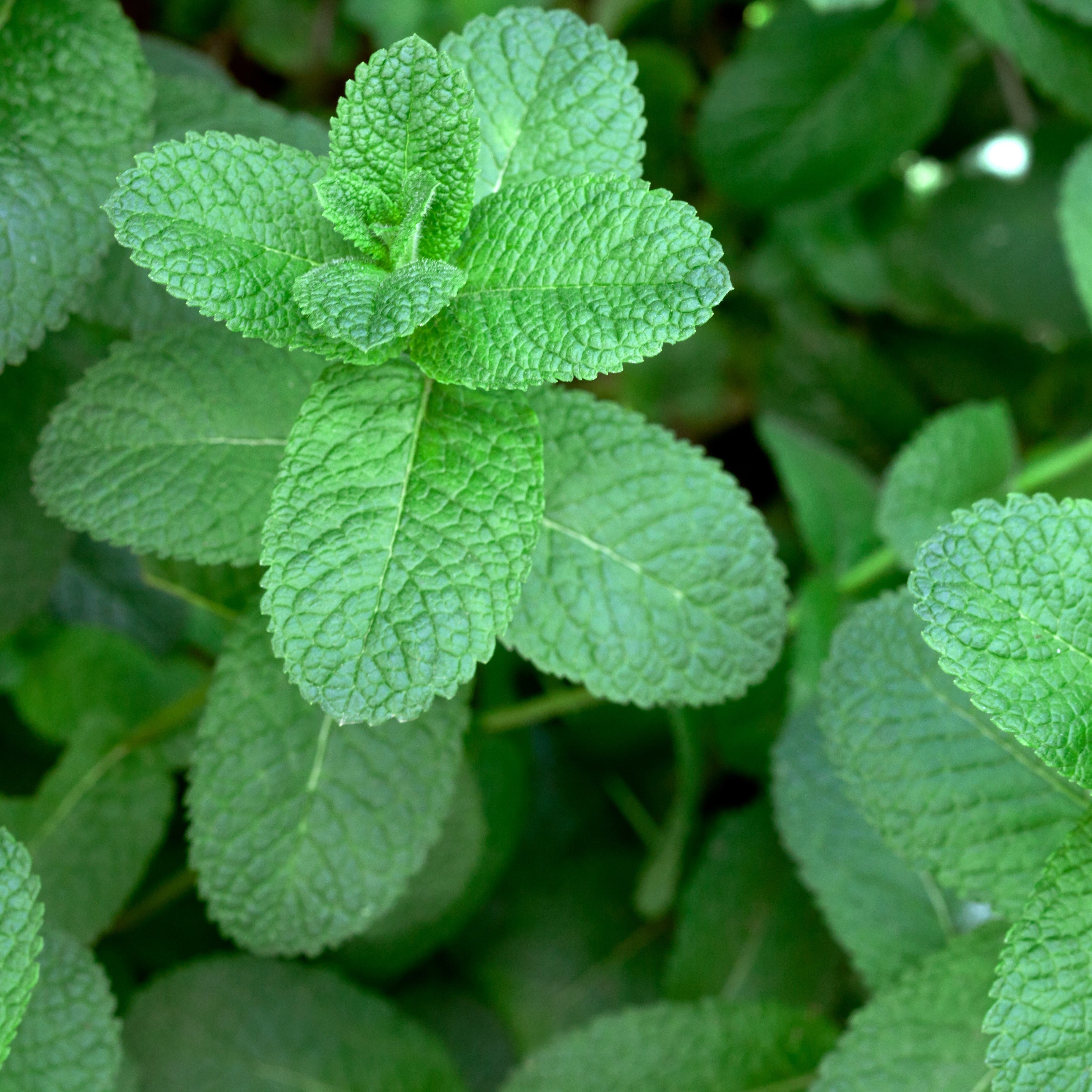Minty Fresh Fragrance Oil - FragranceBuddy