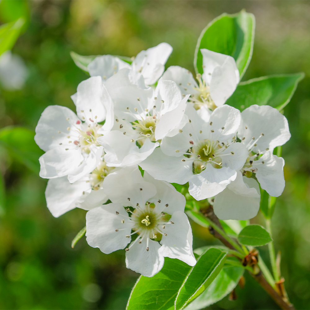 Pear Blossom Type Fragrance Oil