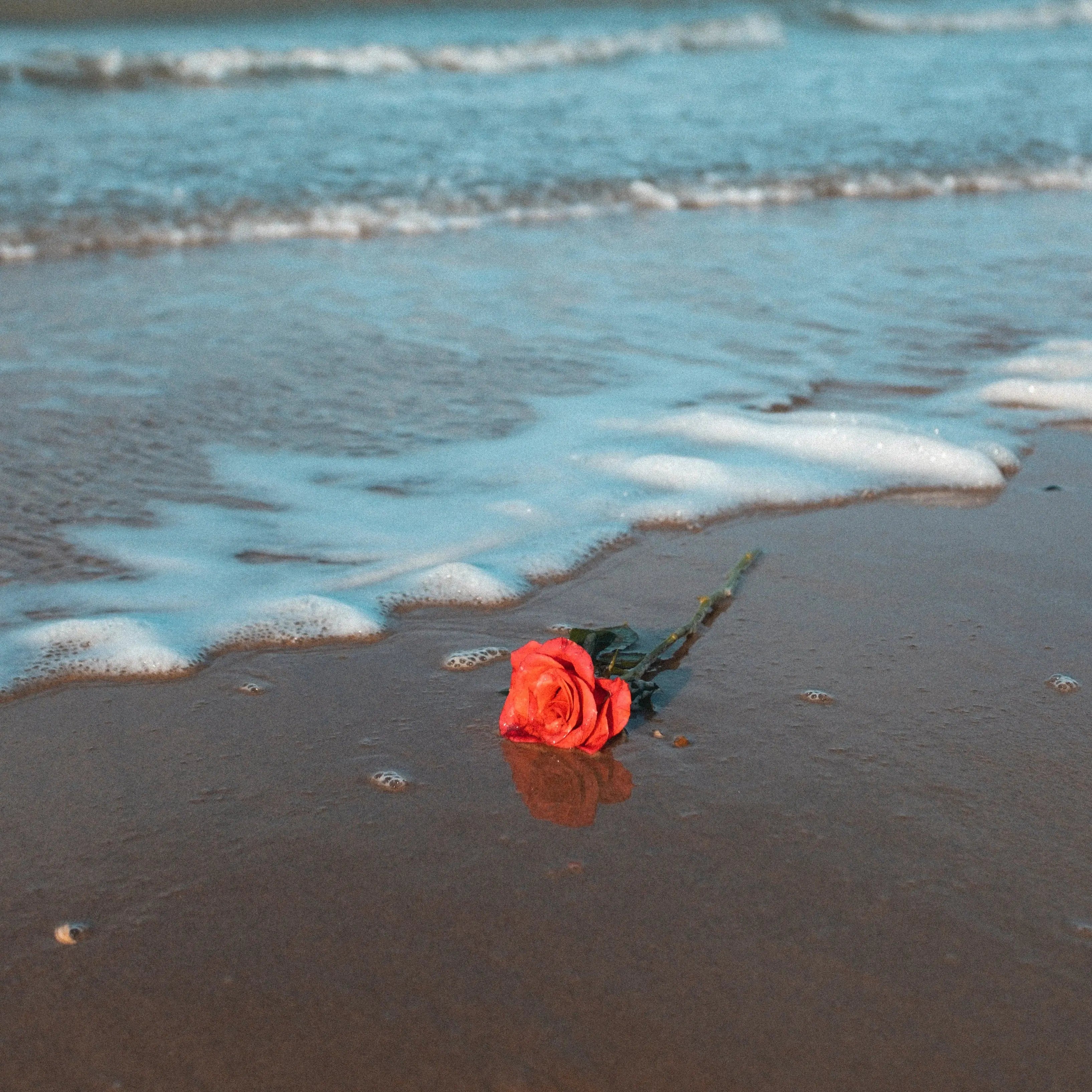 Coastal Rose Fragrance FragranceBuddy