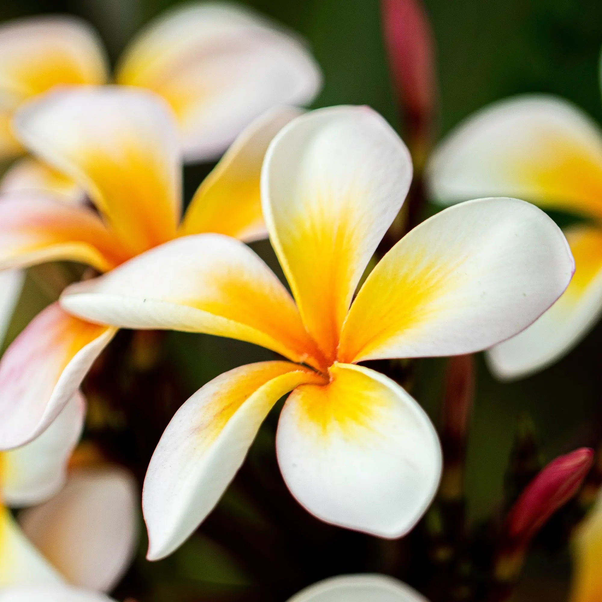 Plumeria Fragrance - FragranceBuddy