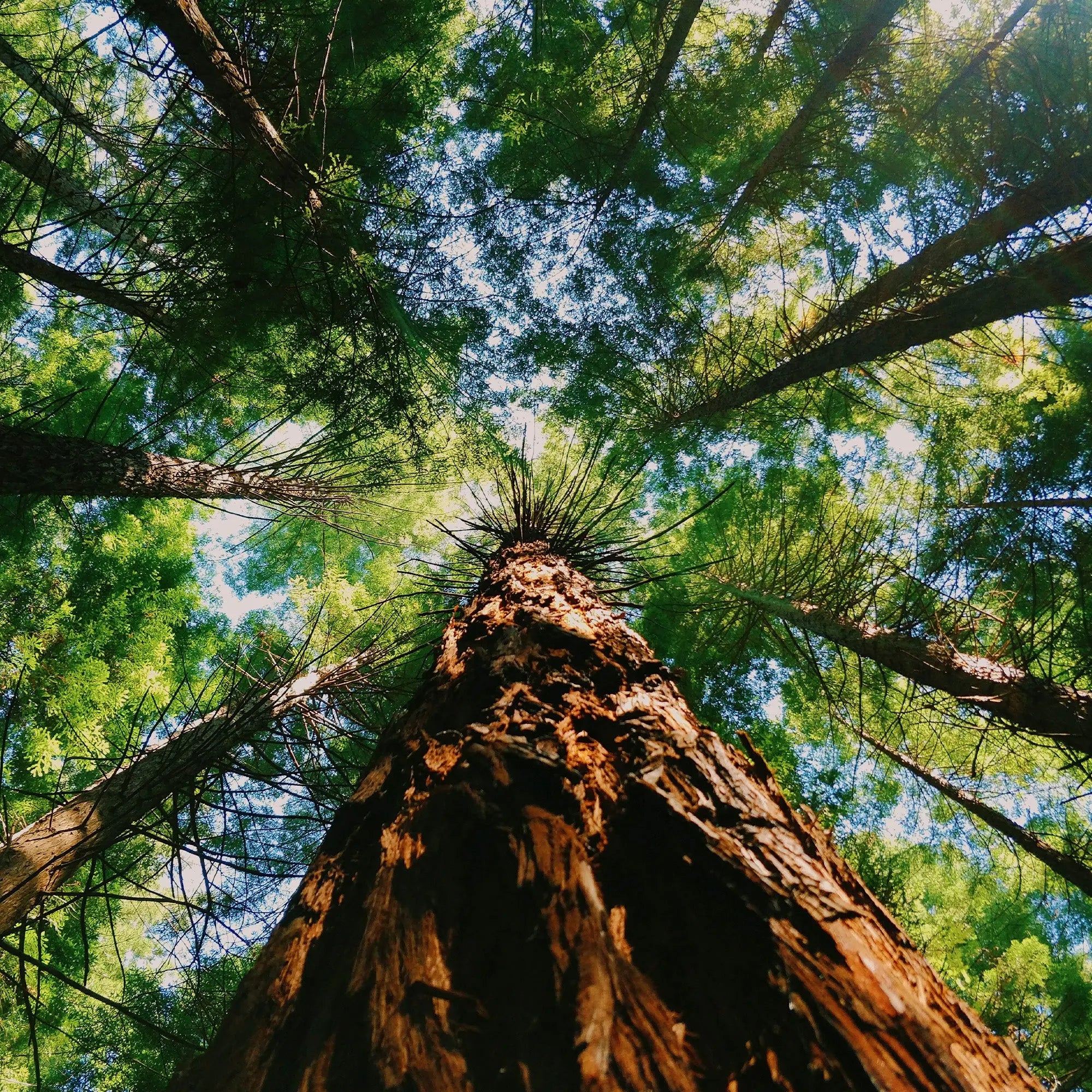 Redwood and Cedar Fragrance - FragranceBuddy