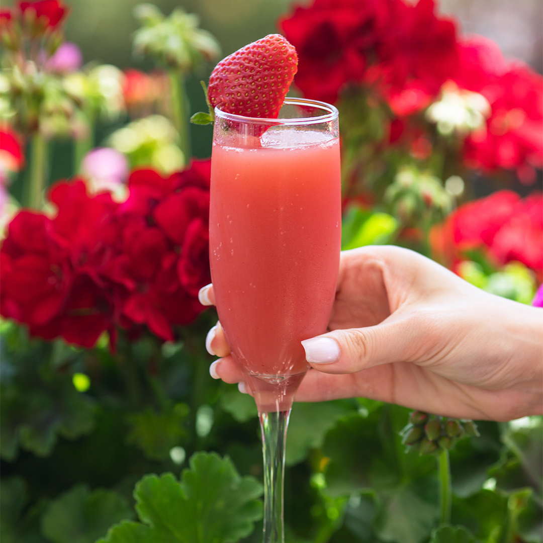 Overstock White Strawberry Bellini by Yankee Fragrance Oil