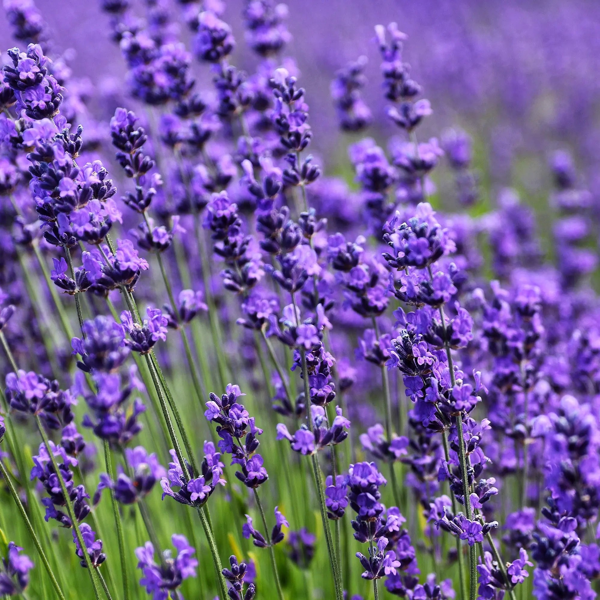 True Lavender Type Fragrance My Store