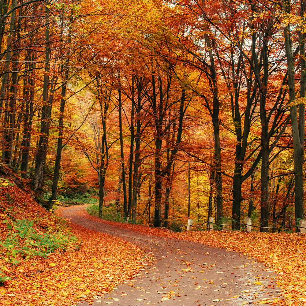 Leaves Turning Fragrance Oil