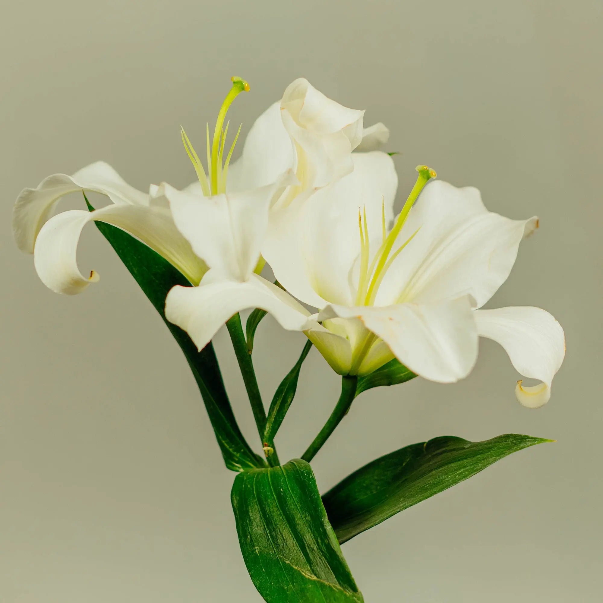 White Lily and Amber by Peak ® Type Fragrance My Store